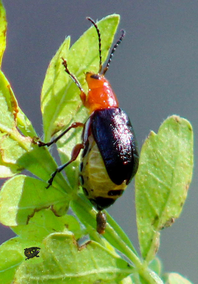 Skeletonizing Leaf and Flea Beetles from Cajeme, Son., México on July ...