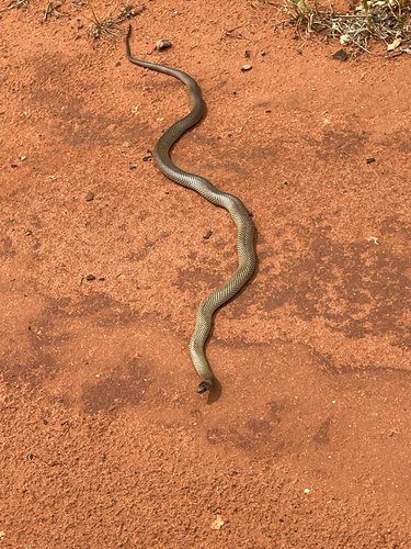 Strap-Snouted Brown Snake sighting