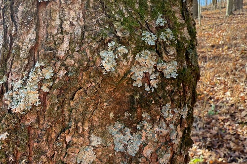 Myelochroa aurulenta