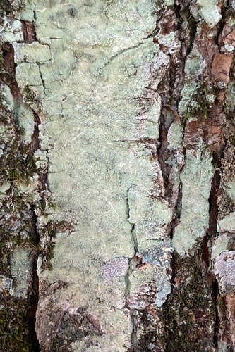 Lecanora