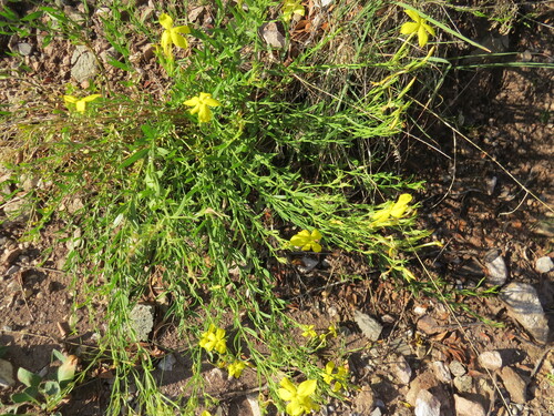 Showy Menodora (Menodora longiflora)