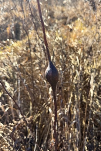 Unknown species found near Richland County, WI, USA