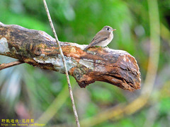 Muscicapa muttui