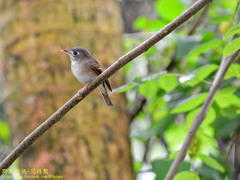 Muscicapa muttui
