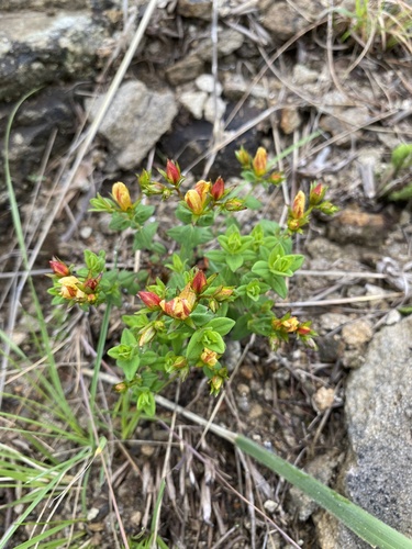 Hypericum aethiopicum, photograph 5