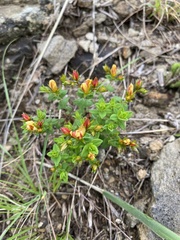 Hypericum aethiopicum, photograph (c) Sunčana Bradley, some rights reserved (CC BY)