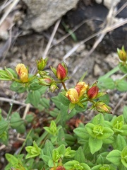 Hypericum aethiopicum, photograph (c) Sunčana Bradley, some rights reserved (CC BY)