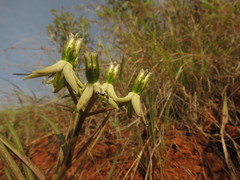 Asclepias eminens