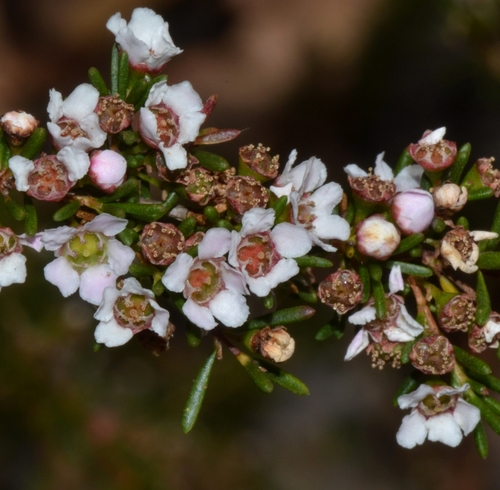 Astartea fascicularis, photograph 1