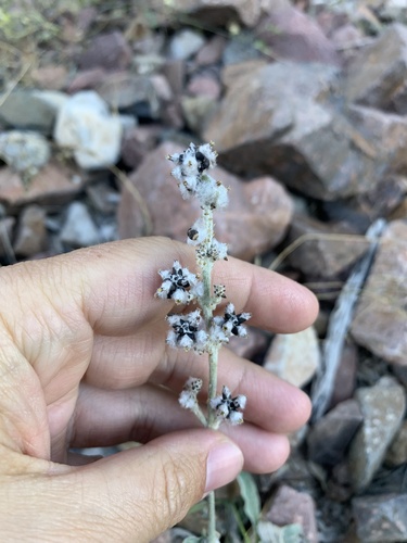 Arizona snakecotton