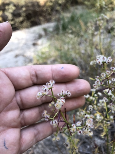 iNaturalist observation photo of Narrow-leaved Bedstraw