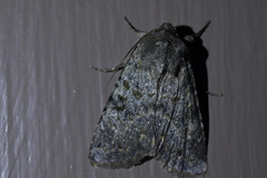 Ichneutica virescens