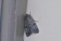 Ichneutica virescens