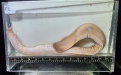 Inshore Hagfish photo 1