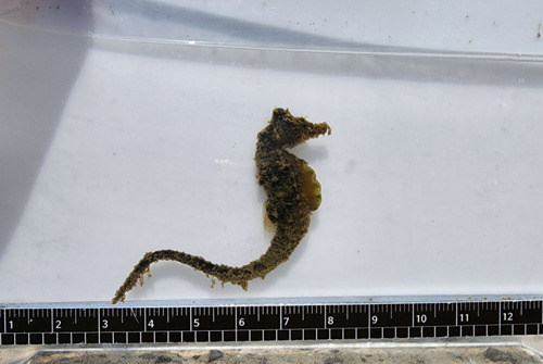 Japanese seahorse (Hippocampus mohnikei) — Syngnathidae — 3