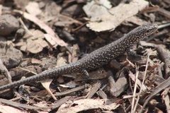 Ocellated Cool-Skink photo 5