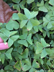 Oxalis intermedia