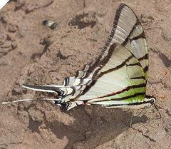 Protesilaus glaucolaus