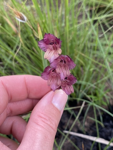 Sheath Gladiolus (Gladiolus woodii)