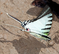 Protesilaus protesilaus