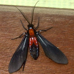 Saurita vindonissa