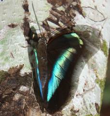 Archaeoprepona demophon
