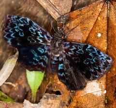 Cycloglypha thrasibulus