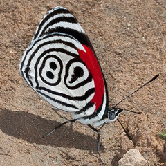 Diaethria clymena