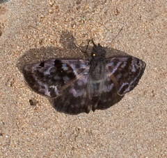 Ebrietas anacreon