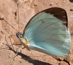 Ganyra phaloe