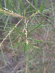 Hakea propinqua