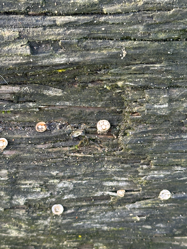 Crucibulum laeve · November 2025 · photo: © nartb (iNaturalist, cc0)