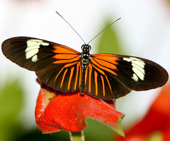 Heliconius erato