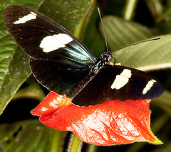Heliconius leucadia