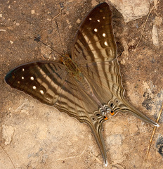 Marpesia egina