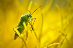 Closterotomus norwegicus