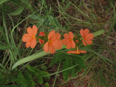 Crossandra greenstockii