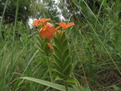 Crossandra greenstockii