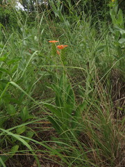 Crossandra greenstockii