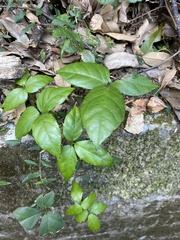 Tetrastigma hemsleyanum