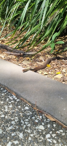 Lesser Black Whipsnake sighting