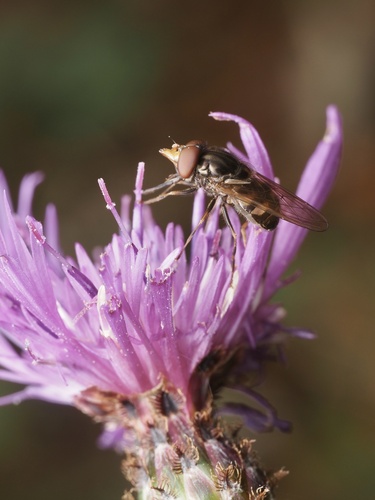 Unknown species found near Heritage Community Park and Natural Area, Blacksburg, VA, US