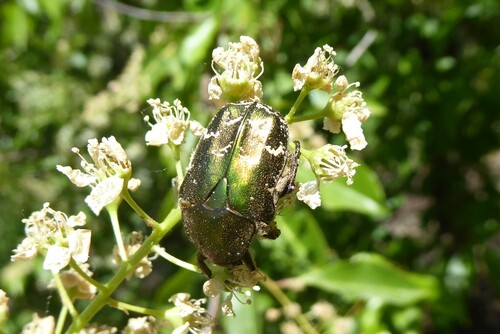 Copper Chafer, Rhenen, Netherlands, photo 9 of 10