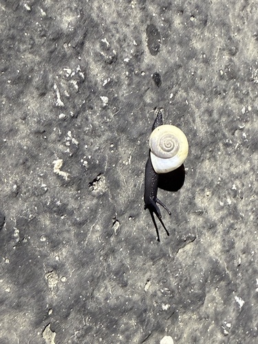 iNaturalist observation photo of Coachella Desertsnail