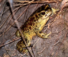Sclerophrys mauritanica