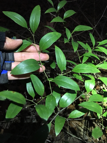 Lanceleaf Greenbrier