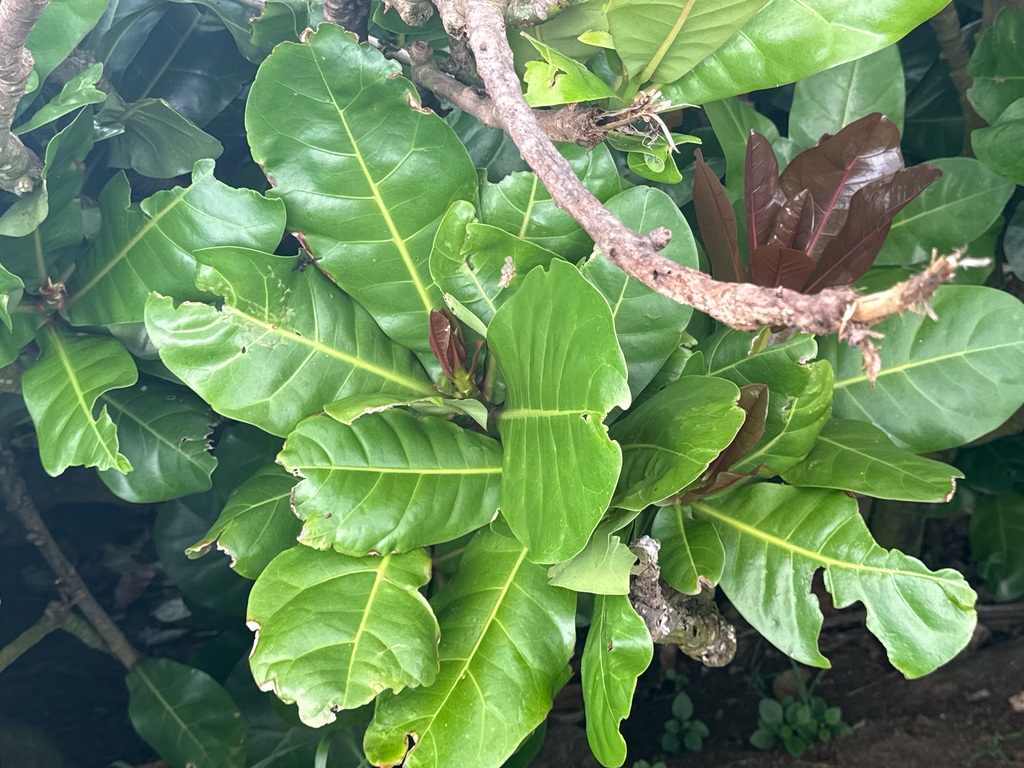 Fish Poison Tree from Southern Province, LK on November 23, 2025 at 11: ...