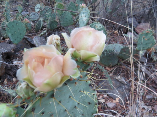 Chisos Mountain Pricklypear (Opuntia chisosensis)