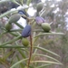 Dwarf Plum-Pine - Photo (c) David, some rights reserved (CC BY-NC)