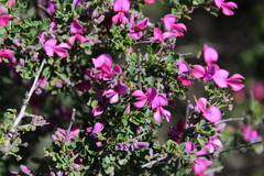 Indigofera nigromontana
